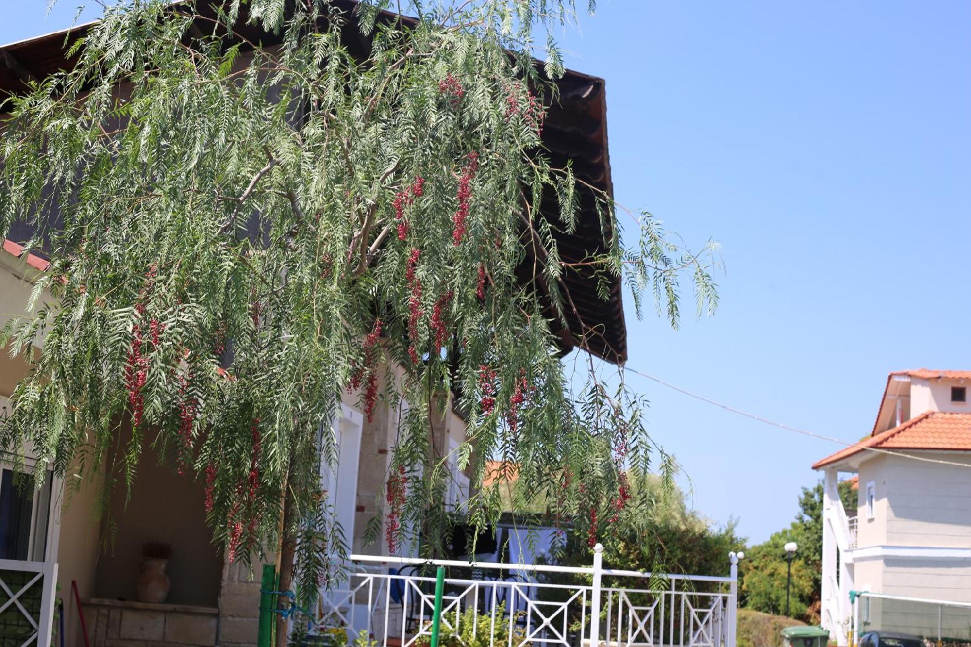 Golden Residence Family Resort Pefkochori Bagian luar foto